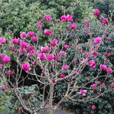 Magnolie Cleopatra PBR, arbust ornamental cu flori mari roz inchis intens parfumate, arbust ornamental elegant