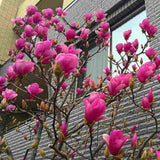 Magnolie Cleopatra PBR, arbust ornamental cu flori mari roz inchis intens parfumate, arbust ornamental elegant