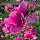Magnolie Cleopatra PBR, arbust ornamental cu flori mari roz inchis intens parfumate, arbust ornamental elegant