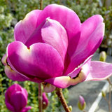Magnolie Cleopatra PBR, arbust ornamental cu flori mari roz inchis intens parfumate, arbust ornamental elegant