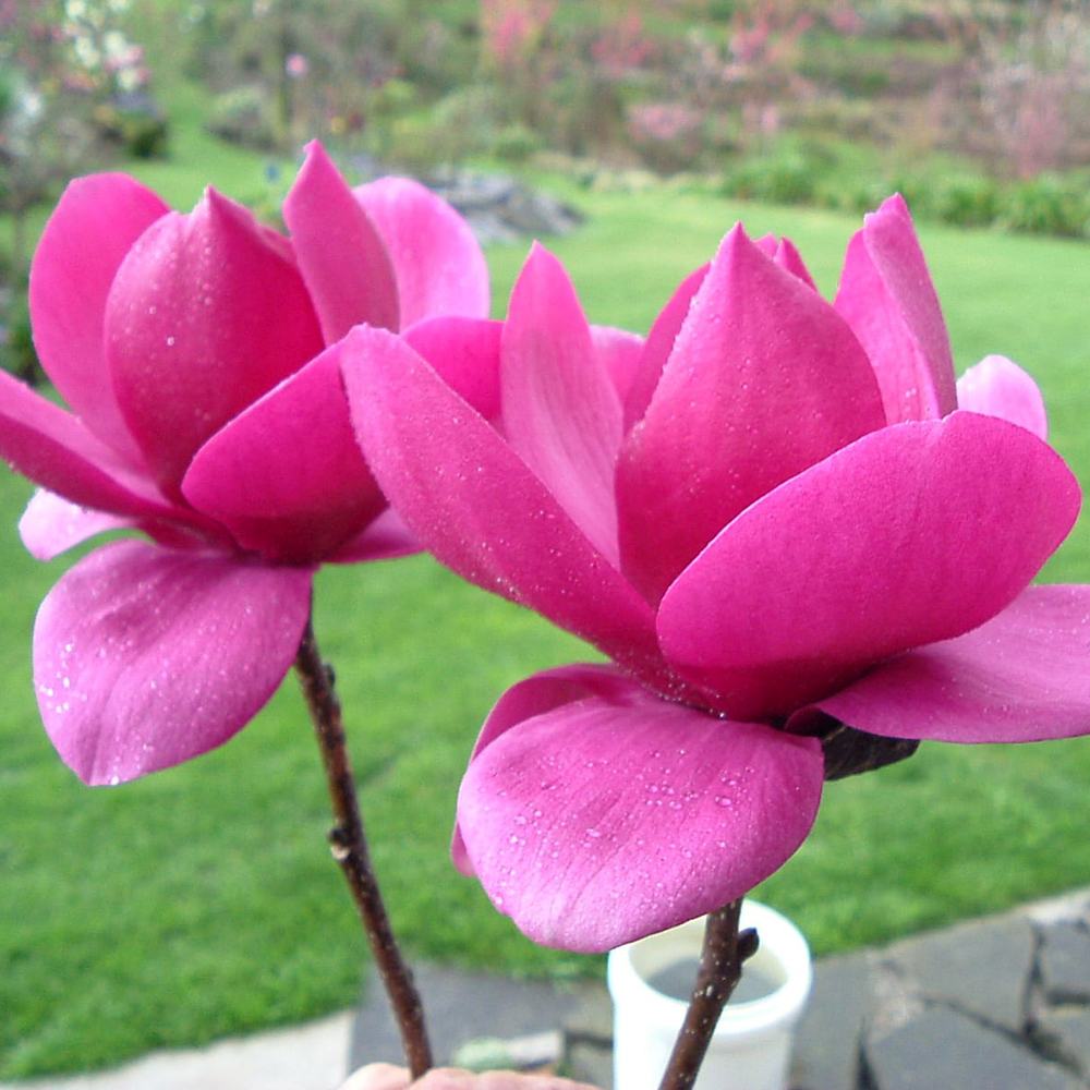 Magnolie Cleopatra PBR, arbust ornamental cu flori mari roz inchis intens parfumate, arbust ornamental elegant