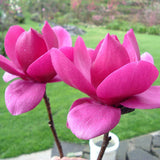 Magnolie Cleopatra PBR, arbust ornamental cu flori mari roz inchis intens parfumate, arbust ornamental elegant
