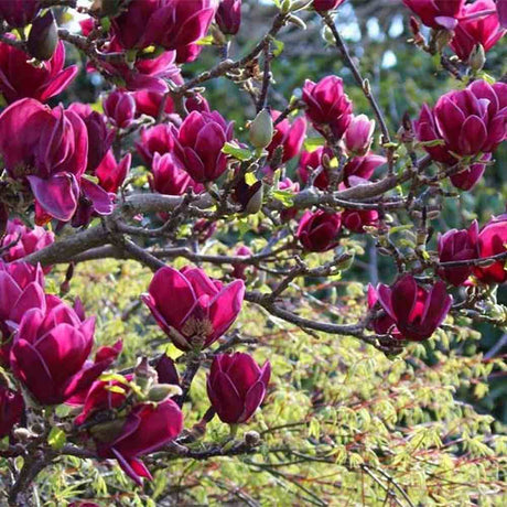 Magnolie Cleopatra PBR, arbust ornamental cu flori mari roz inchis intens parfumate, arbust ornamental elegant