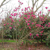 Magnolie Cleopatra PBR, arbust ornamental cu flori mari roz inchis intens parfumate, arbust ornamental elegant