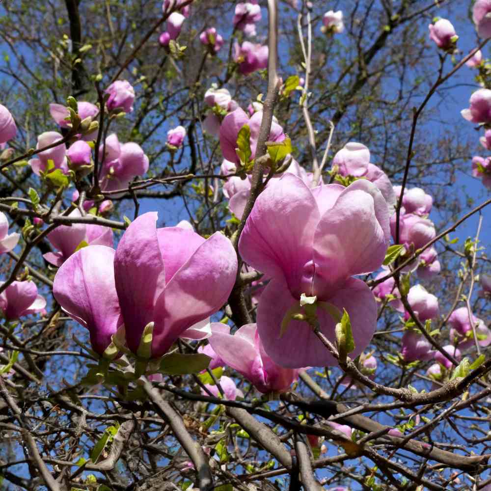 Magnolie Soulangeana, tip copac, flori mari roz alb, arbore clasic ornamental