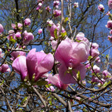 Magnolie Soulangeana, tip copac, flori mari roz alb, arbore clasic ornamental