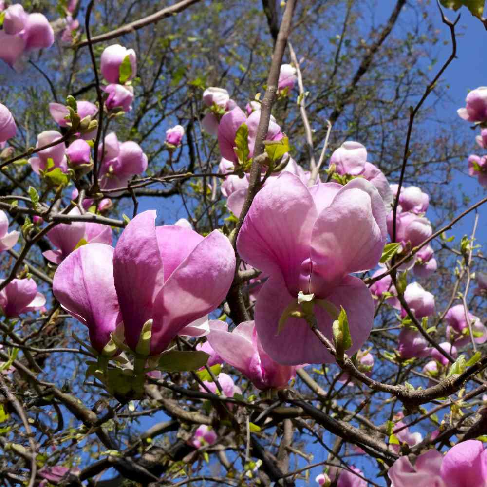 Magnolie Soulangeana, magnolie roz-alb cu flori mari si parfum discret, arbust ornamental de primavara, rezistent la ger