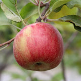 Mar (Malus) Annurca, cu fructe rosii dulci-acide, an 2 pe rod