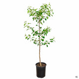 Mar (Malus) Fuji, cu fructe rosii dulci crocante, an 2 pe rod