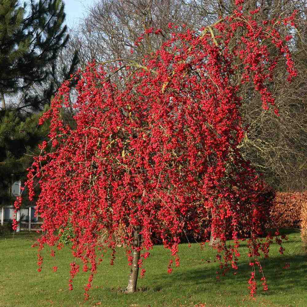 Mar Ornamental (Malus) Red Sentinel, cu fructe rosii, flori albe rozalii cu parfum dulce, arbore decorativ rezistent la ger
