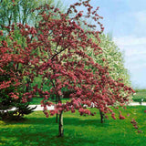 Mar Ornamental (Malus) Red Sentinel, cu fructe rosii, flori albe rozalii cu parfum dulce, arbore decorativ rezistent la ger