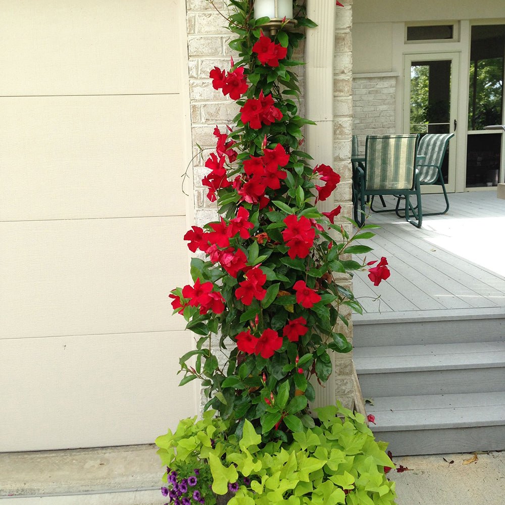 Iasomie Chiliana Mandevilla Rio Grande Red Rosu (Dipladenia), planta cataratoare cu flori rosii, pentru ghiveci si terasa, inflorire lunga