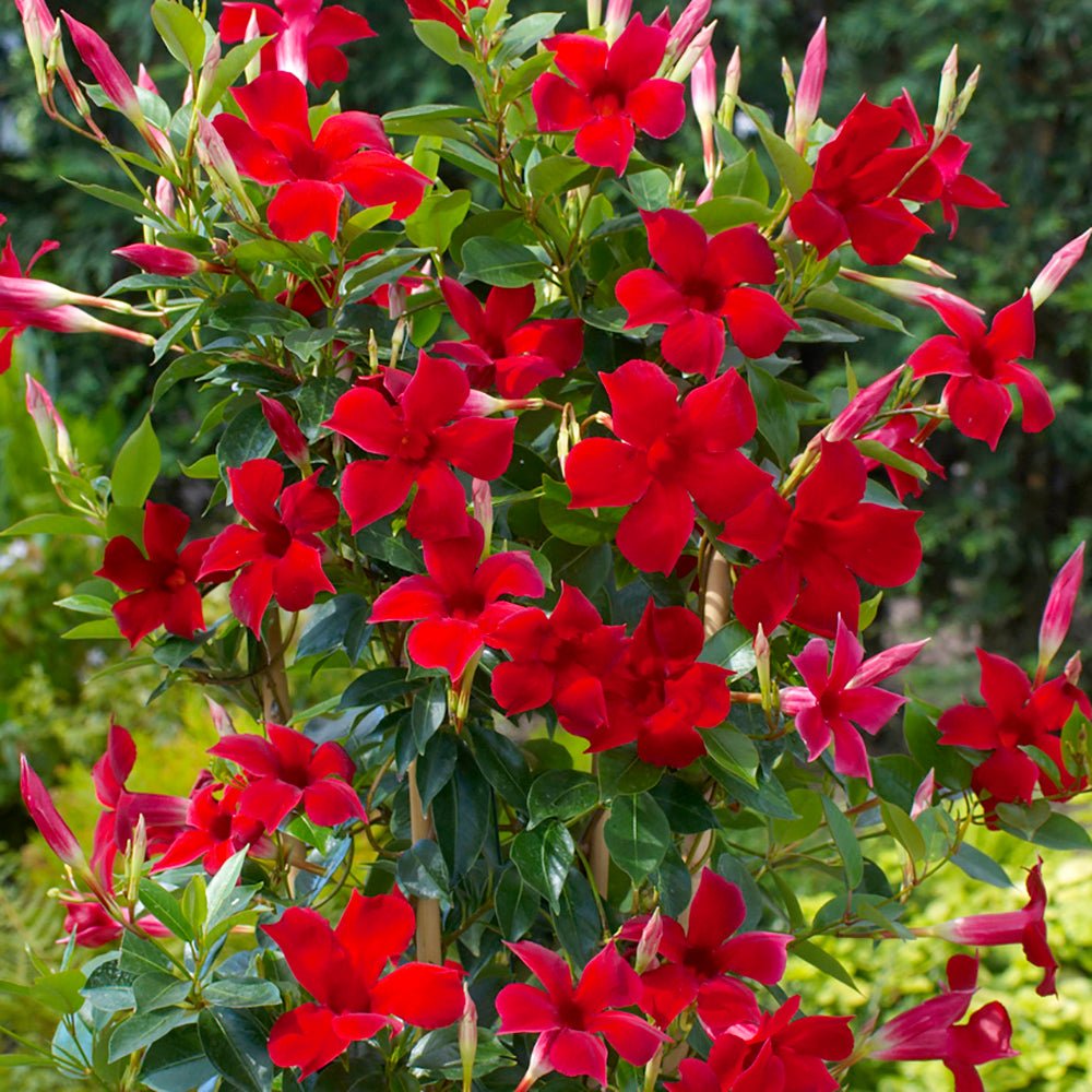 Iasomie Chiliana Mandevilla Rio Grande Red Rosu (Dipladenia), planta cataratoare cu flori rosii, pentru ghiveci si terasa, inflorire lunga