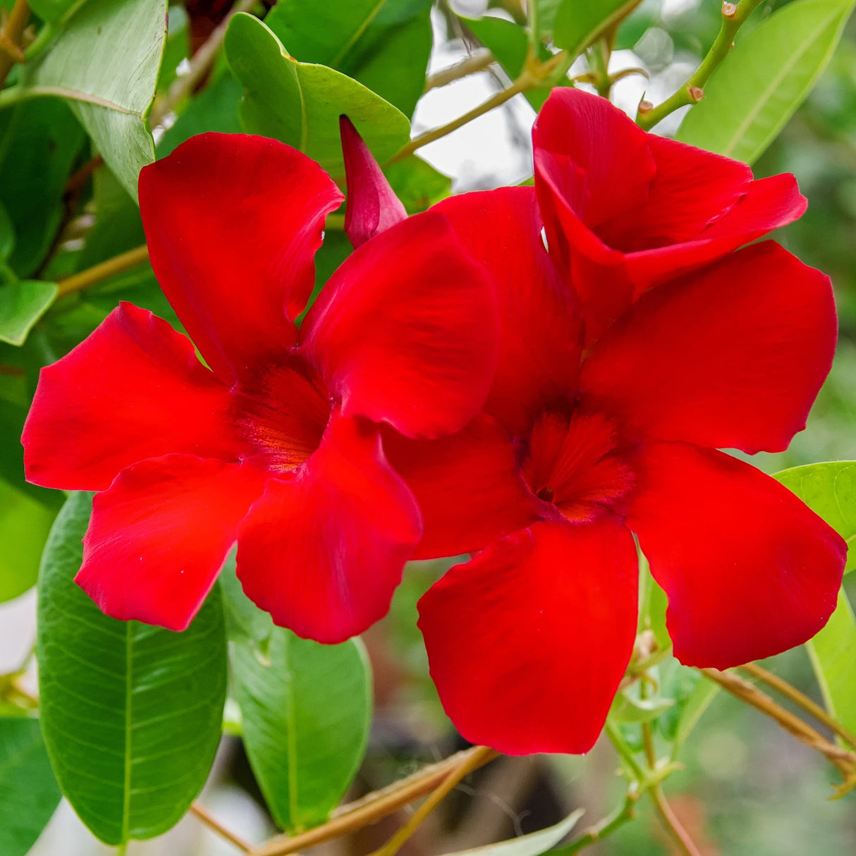 Iasomie Chiliana Mandevilla Rio Grande Red Rosu (Dipladenia), planta cataratoare cu flori rosii, pentru ghiveci si terasa, inflorire lunga