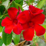 Iasomie Chiliana Mandevilla Rio Grande Red Rosu (Dipladenia), planta cataratoare cu flori rosii, pentru ghiveci si terasa, inflorire lunga