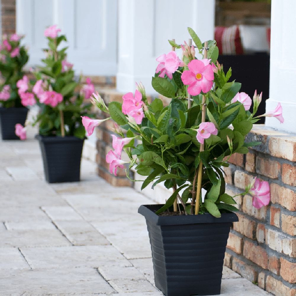 Iasomie Chilean Mandevilla Rio Pink Roz (Dipladenia), planta cataratoare cu flori roz, pentru ghiveci, balcon si terasa, crestere rapida