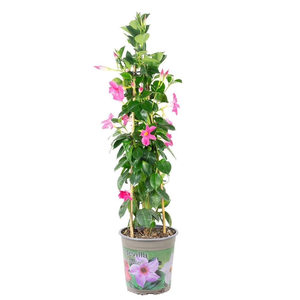 Iasomie Chilean Mandevilla Rio Pink Roz (Dipladenia), planta cataratoare cu flori roz, pentru ghiveci, balcon si terasa, crestere rapida