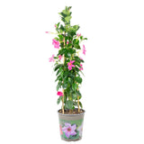 Iasomie Chilean Mandevilla Rio Pink Roz (Dipladenia), planta cataratoare cu flori roz, pentru ghiveci, balcon si terasa, crestere rapida