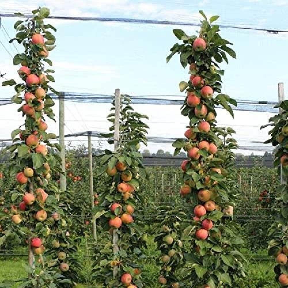 Mar Columnar (Malus) Polka cu fructe dulci-acrisor rosii-verzui ...