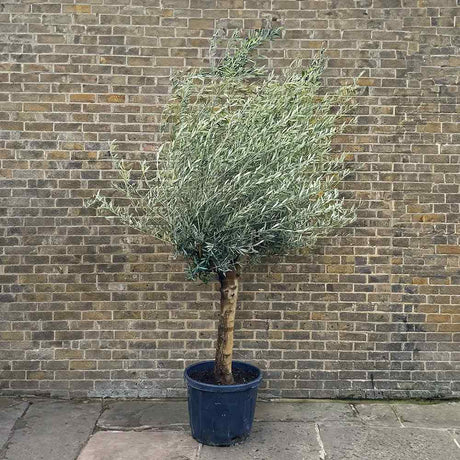 Maslin European 240-280 cm cu Tulpina Lunga si aclimatizat