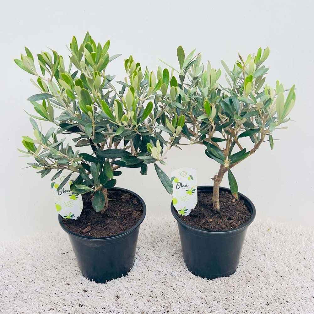 Maslin European Arbequina, Aclimatizat, rezistent iarna, vesnic verde, fructifer, usor de ingrijit, efect mediteranean, 30-40 cm