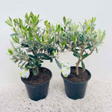 Maslin European Arbequina, Aclimatizat, rezistent iarna, vesnic verde, fructifer, usor de ingrijit, efect mediteranean, 30-40 cm