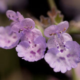 Menta Pisicii (Nepeta) Walker'S Low