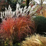 Iarba Elefantului (Miscanthus Sinensis) Dronning Ingrid, iarba ornamentala cu spice albe si frunzis rosiatic toamna, crestere rapida