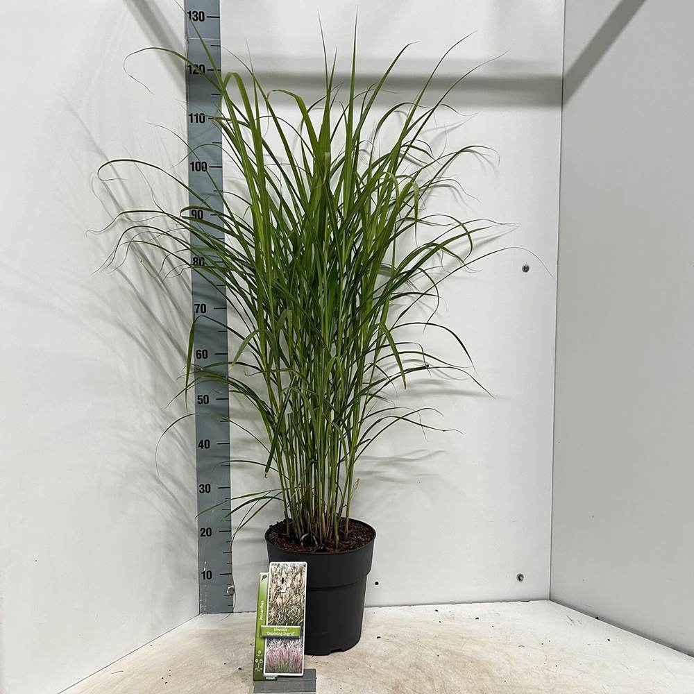 Iarba Elefantului (Miscanthus Sinensis) Dronning Ingrid, iarba ornamentala cu spice albe si frunzis rosiatic toamna, crestere rapida