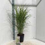 Iarba Elefantului (Miscanthus Sinensis) Dronning Ingrid, iarba ornamentala cu spice albe si frunzis rosiatic toamna, crestere rapida