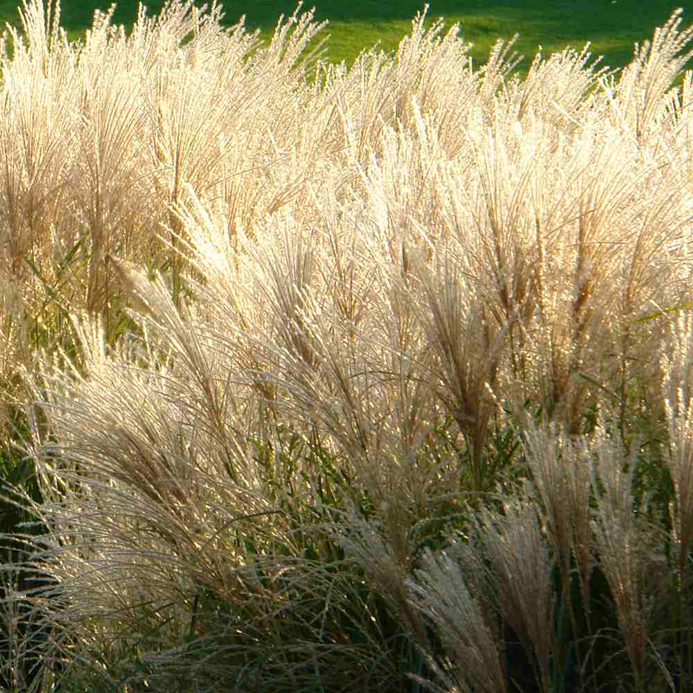 Iarba Elefantului (Miscanthus Sinensis) Adagio, iarba ornamentala pitica, compacta cu spice argintii si frunzis elegant, crestere rapida