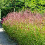 Iarba Elefantului (Miscanthus Sinensis) Ferner Osten, iarba ornamentala inalta cu spice rosii si frunzis elegant, crestere rapida