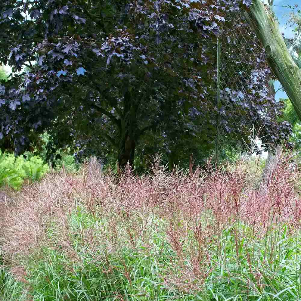 Iarba Elefantului (Miscanthus Sinensis) Ferner Osten, iarba ornamentala inalta cu spice rosii si frunzis elegant, crestere rapida