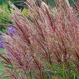 Iarba Elefantului (Miscanthus Sinensis) Ferner Osten, iarba ornamentala inalta cu spice rosii si frunzis elegant, crestere rapida