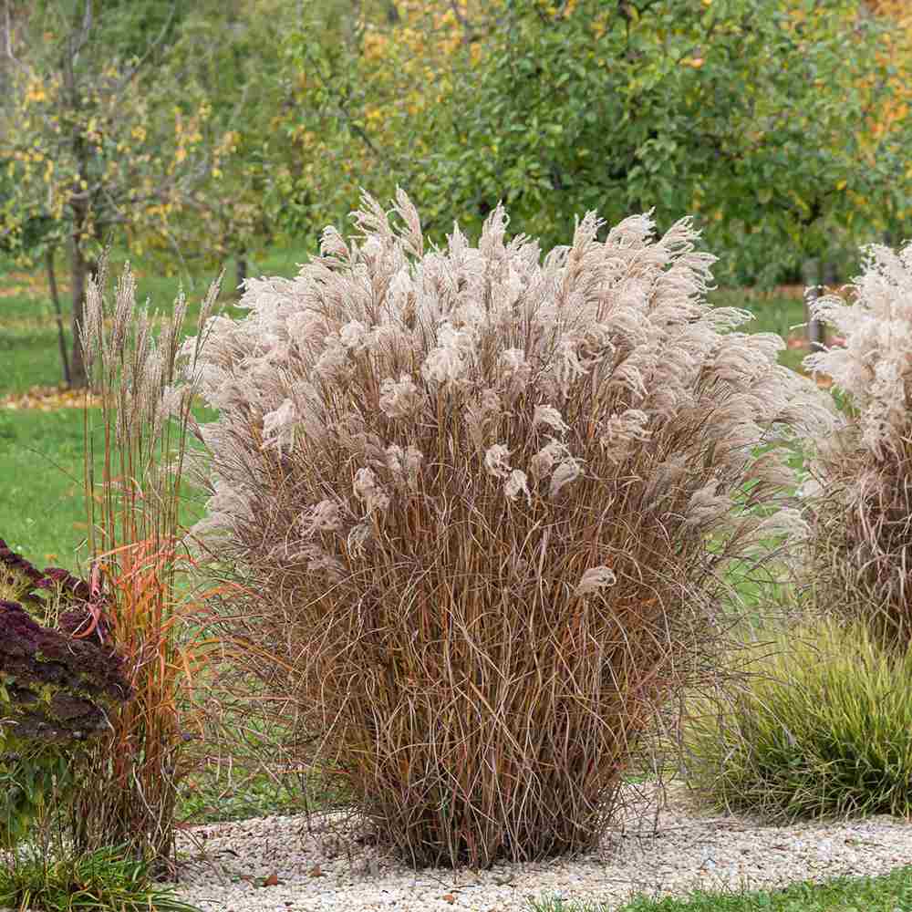 Iarba Elefantului (Miscanthus Sinensis) Ferner Osten, iarba ornamentala inalta cu spice rosii si frunzis elegant, crestere rapida