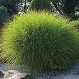 Iarba Elefantului (Miscanthus Sinensis) Gracillimus, iarba decorativa, rezistenta la ger si seceta, crestere rapida,