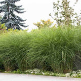 Iarba Elefantului (Miscanthus Sinensis) Gracillimus, iarba decorativa, rezistenta la ger si seceta, crestere rapida,