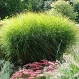 Iarba Elefantului (Miscanthus Sinensis) Gracillimus, iarba decorativa, rezistenta la ger si seceta, crestere rapida,