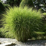 Iarba Elefantului (Miscanthus Sinensis) Gracillimus, iarba decorativa, rezistenta la ger si seceta, crestere rapida,