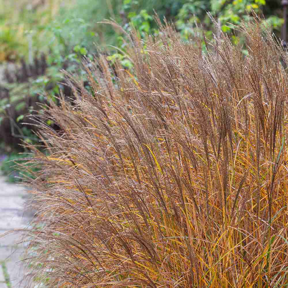 Iarba Elefantului (Miscanthus Sinensis) Kleine Silberspinne, iarba ornamentala pitica si compacta cu spice argintii elegante, crestere rapida