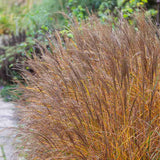 Iarba Elefantului (Miscanthus Sinensis) Kleine Silberspinne, iarba ornamentala pitica si compacta cu spice argintii elegante, crestere rapida