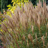 Iarba Elefantului (Miscanthus Sinensis) Kleine Silberspinne, iarba ornamentala pitica si compacta cu spice argintii elegante, crestere rapida