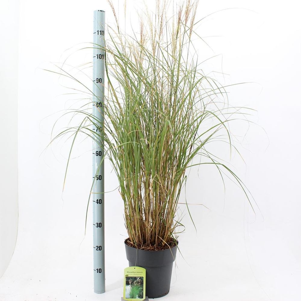 Iarba Elefantului (Miscanthus Sinensis) Kleine Silberspinne, iarba ornamentala pitica si compacta cu spice argintii elegante, crestere rapida