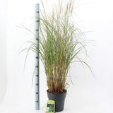 Iarba Elefantului (Miscanthus Sinensis) Kleine Silberspinne, iarba ornamentala pitica si compacta cu spice argintii elegante, crestere rapida