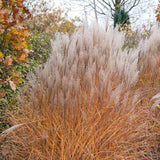 Iarba Elefantului (Miscanthus Sinensis) Kleine Silberspinne, iarba ornamentala pitica si compacta cu spice argintii elegante, crestere rapida