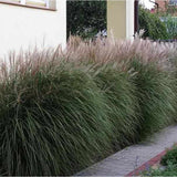 Iarba Elefantului (Miscanthus Sinensis) Kleine Silberspinne, iarba ornamentala pitica si compacta cu spice argintii elegante, crestere rapida