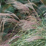 Iarba Elefantului (Miscanthus Sinensis) Little Zebra, iarba ornamentala pitica cu frunzis dungat si spice rozalii, crestere rapida