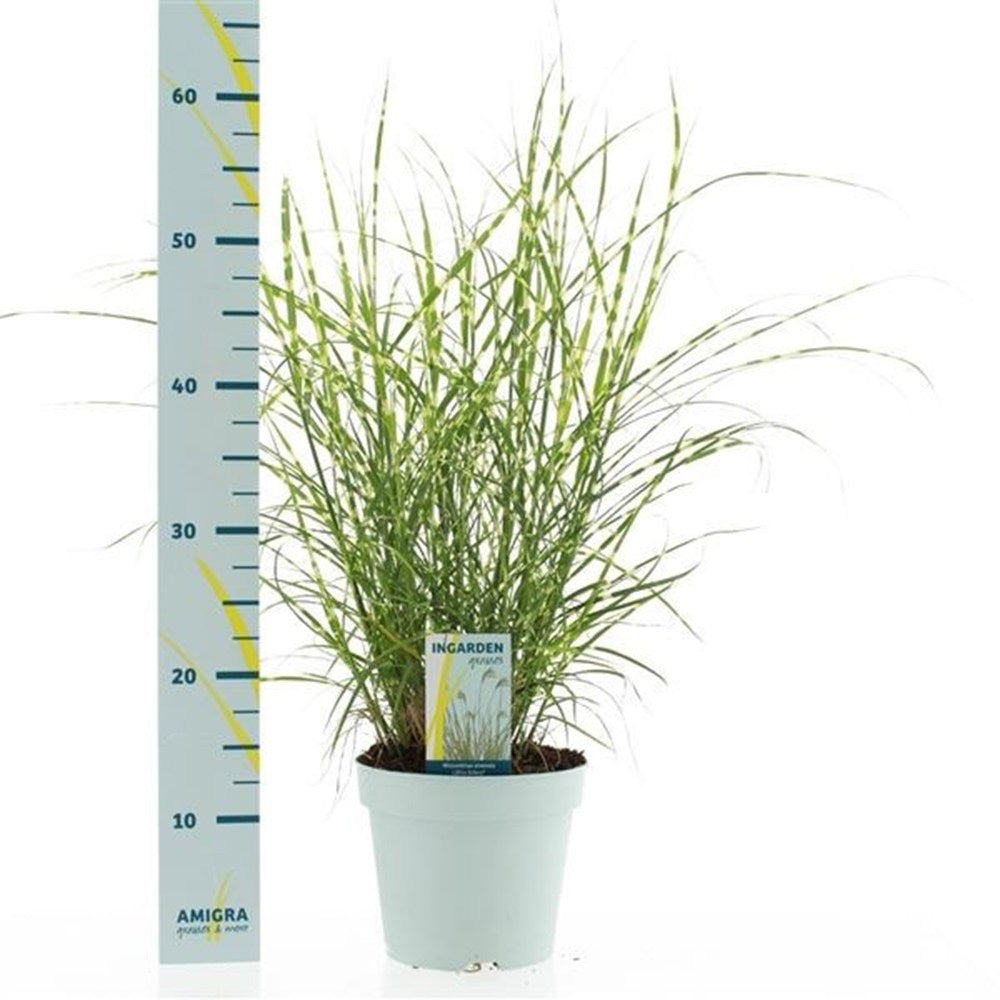 Iarba Elefantului (Miscanthus Sinensis) Little Zebra, iarba ornamentala pitica cu frunzis dungat si spice rozalii, crestere rapida