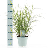 Iarba Elefantului (Miscanthus Sinensis) Little Zebra, iarba ornamentala pitica cu frunzis dungat si spice rozalii, crestere rapida