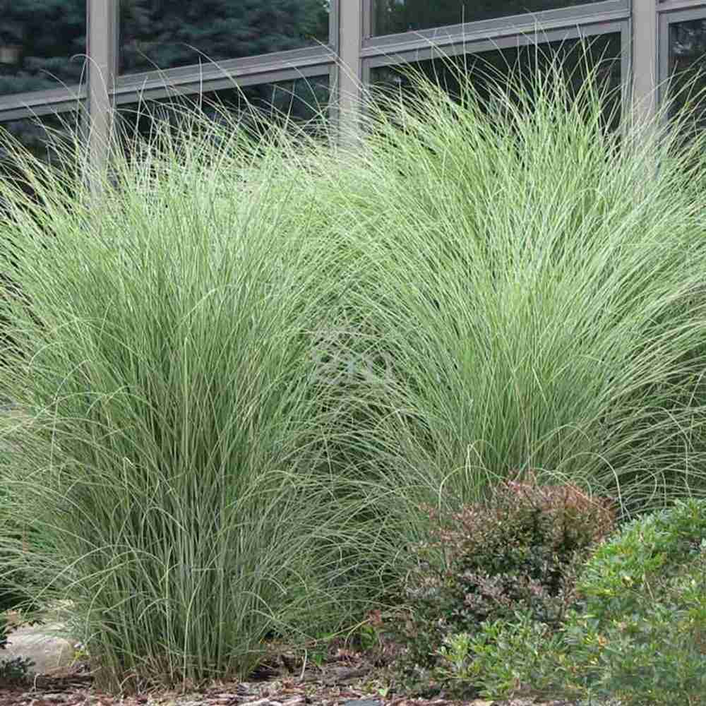 Iarba Elefantului (Miscanthus Sinensis) Morning Light, iarba ornamentala eleganta cu frunzis fin si reflexii argintii, crestere rapida